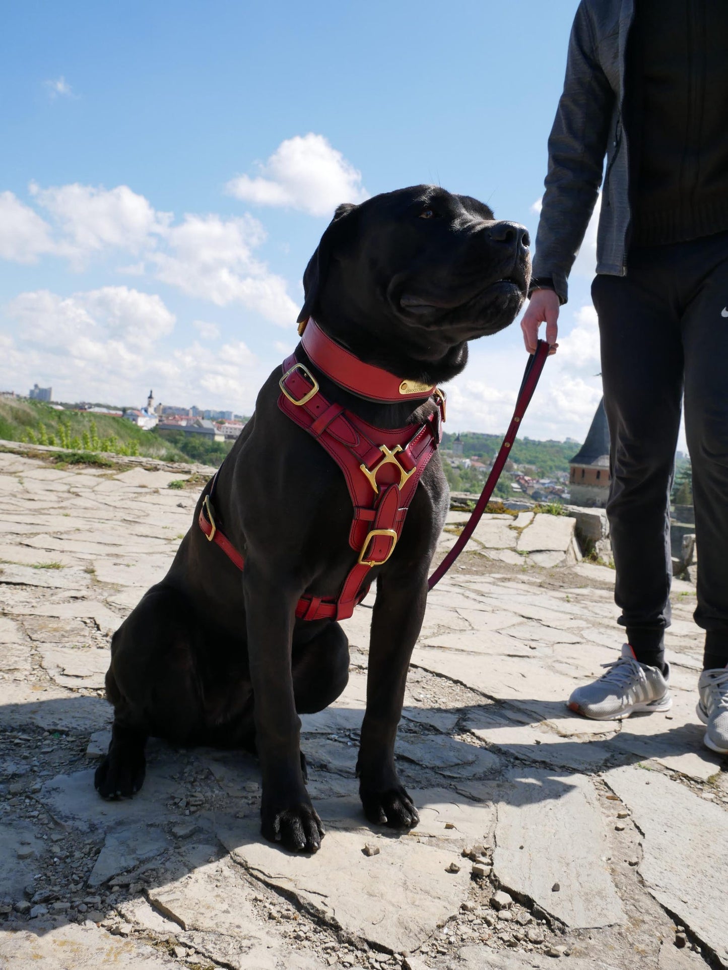 Luxury Leather Dog Harness with Brass Hardware