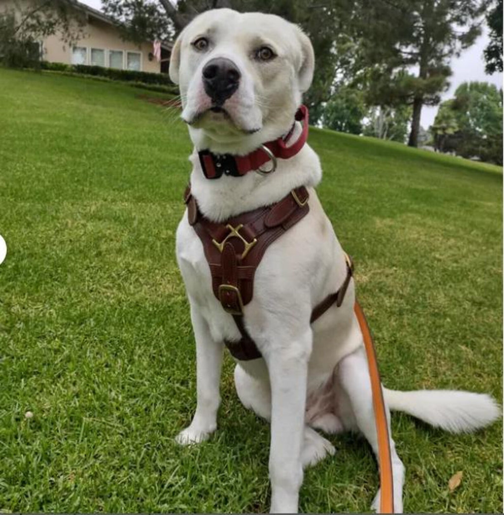 Leather Dog Harness with Padded Y-shaped Breastplate