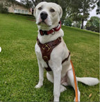 Leather Dog Harness with Padded Y-shaped Breastplate
