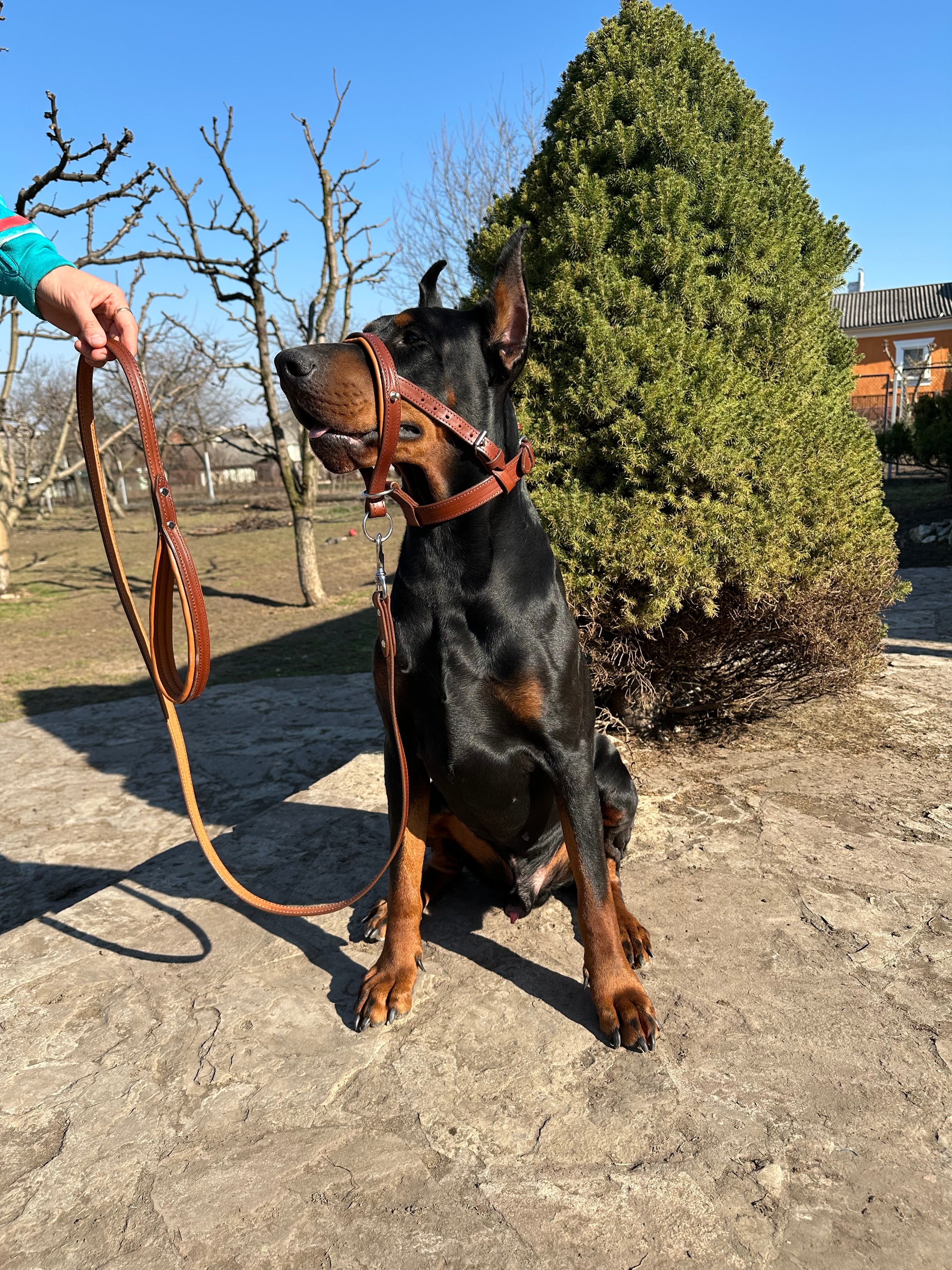 Dog Muzzle and Head Collar Set, Large Dog Muzzle Near Me