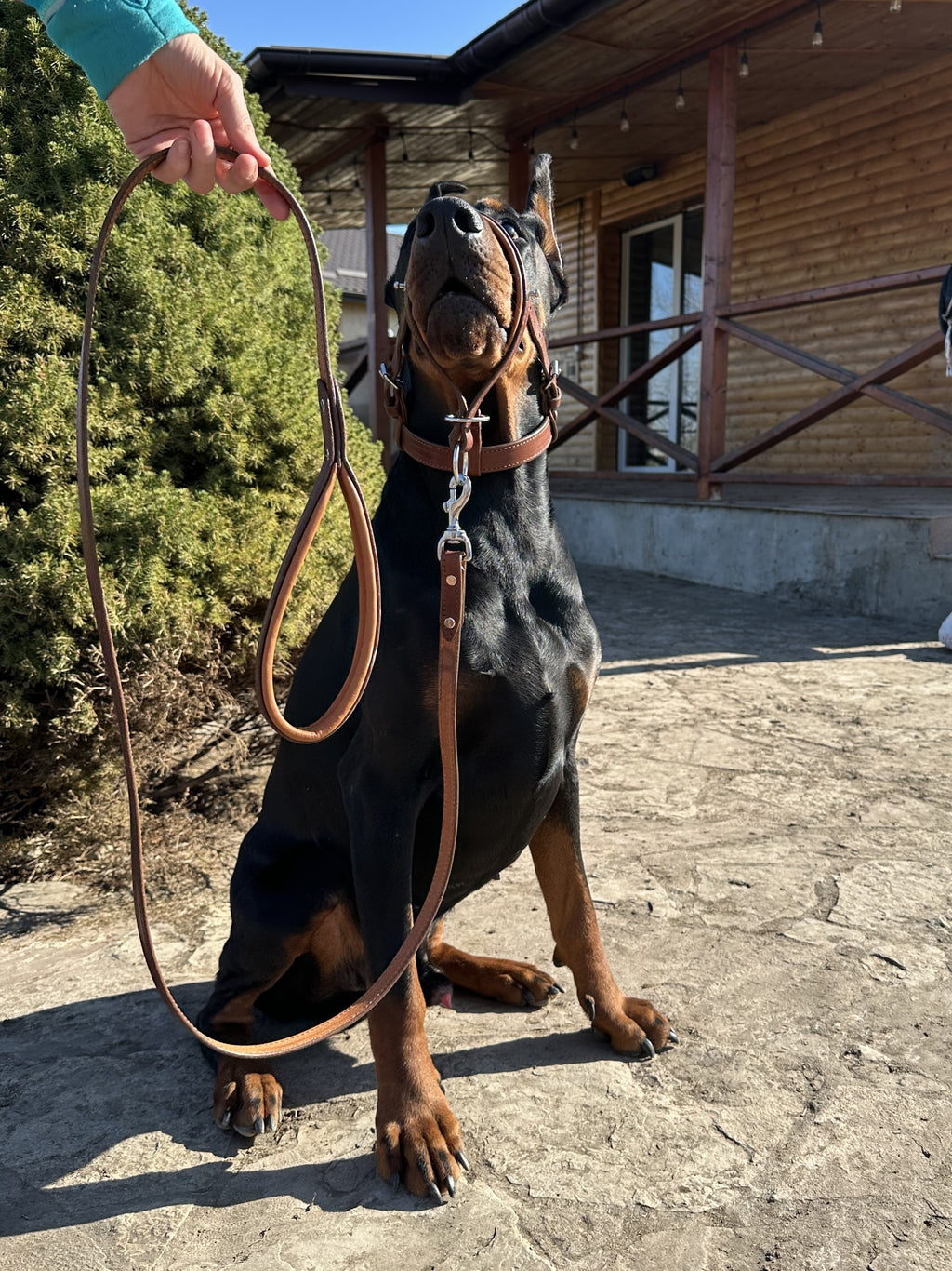 Dog Muzzle and Head Collar Set, Large Dog Muzzle Near Me