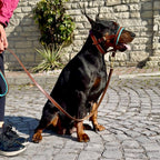 Soft Padded Nose Dog Head Halter Stop Pulling