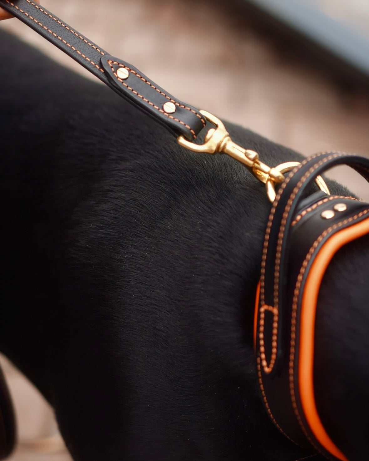 Comfort Edition - Leather Black & Orange Padded Leash