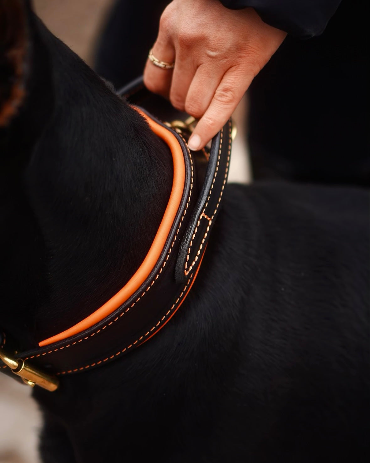 Comfort Edition - Leather Black & Orange Collar with Handle