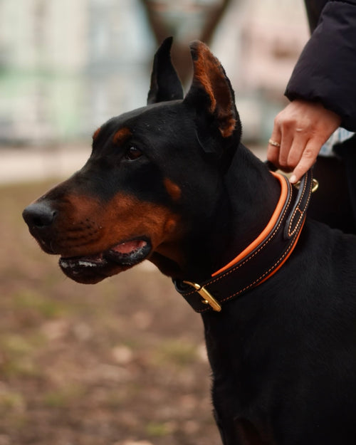 Comfort Edition - Leather Black & Orange Collar with Handle