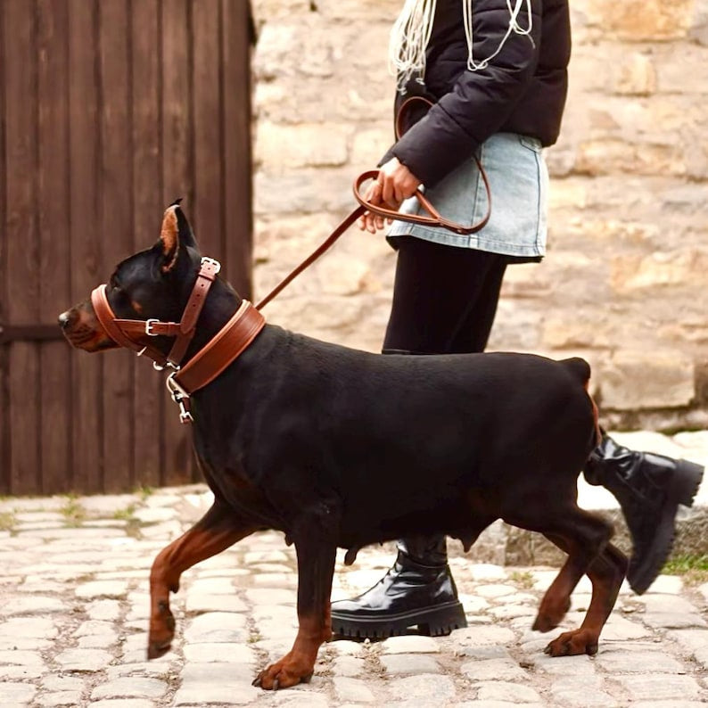 Dog wearing Castellar leather gear