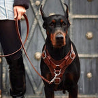 Luxury Leather Dog Harness with Brass Hardware