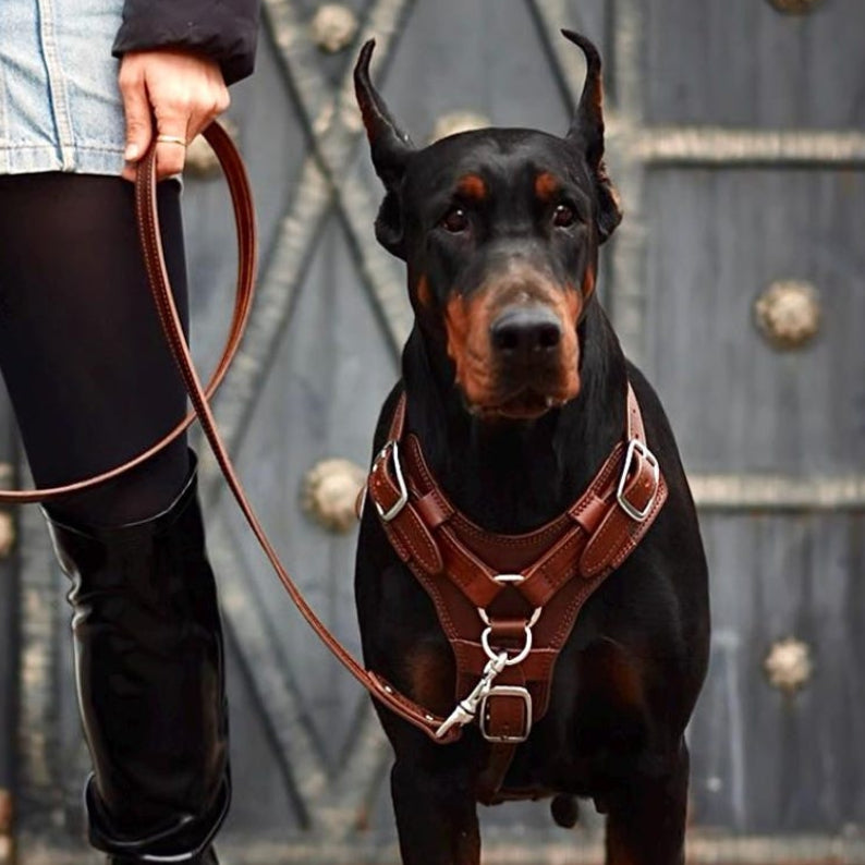 Luxury Leather Dog Harness with Brass Hardware