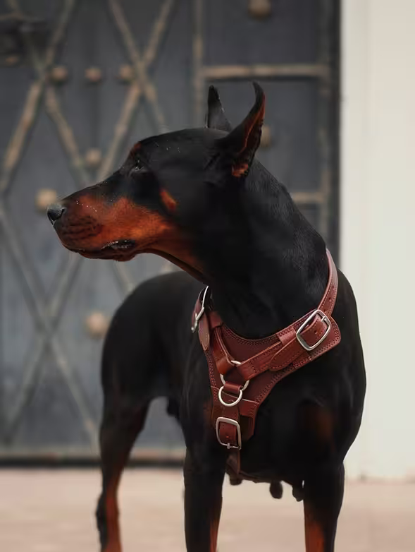 Castellar dog-first comfort