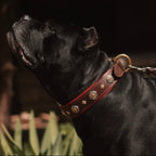 Red Decorative Leather Dog Collar