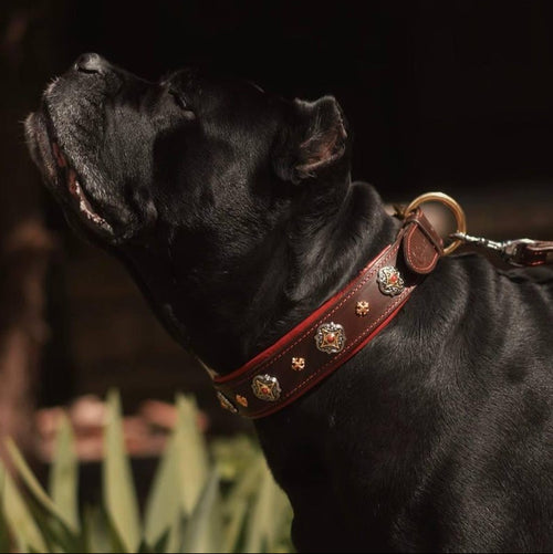 Decorative Leather Dog Collar