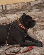 Red Decorative Leather Dog Collar
