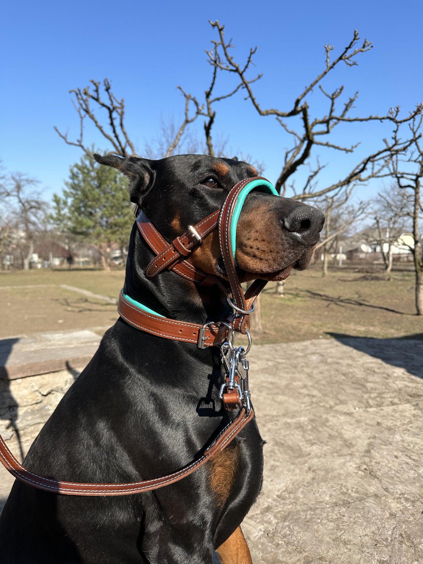 Leather No-Pull Head Collar for Large Dogs