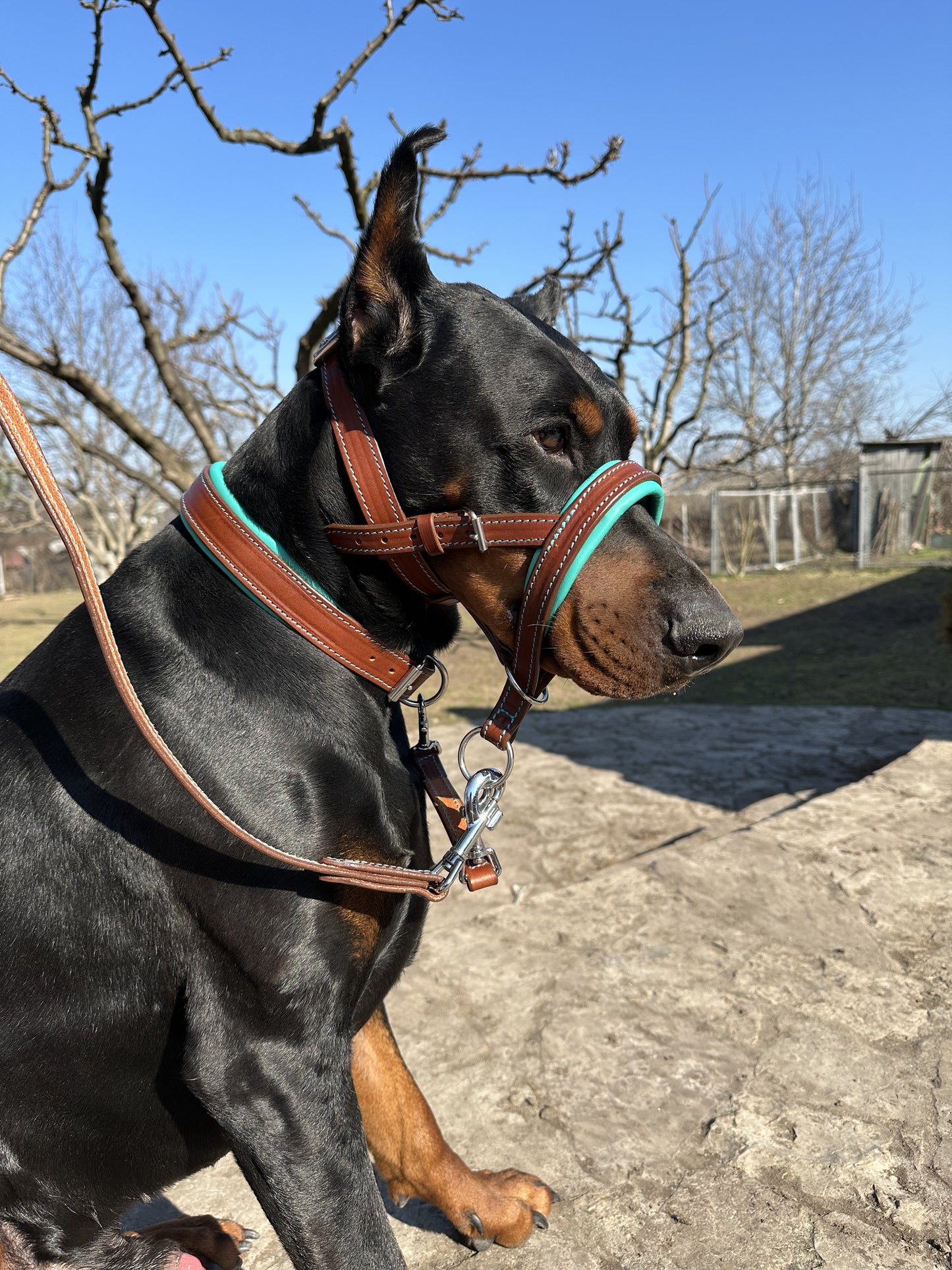 Leather No-Pull Head Collar for Large Dogs