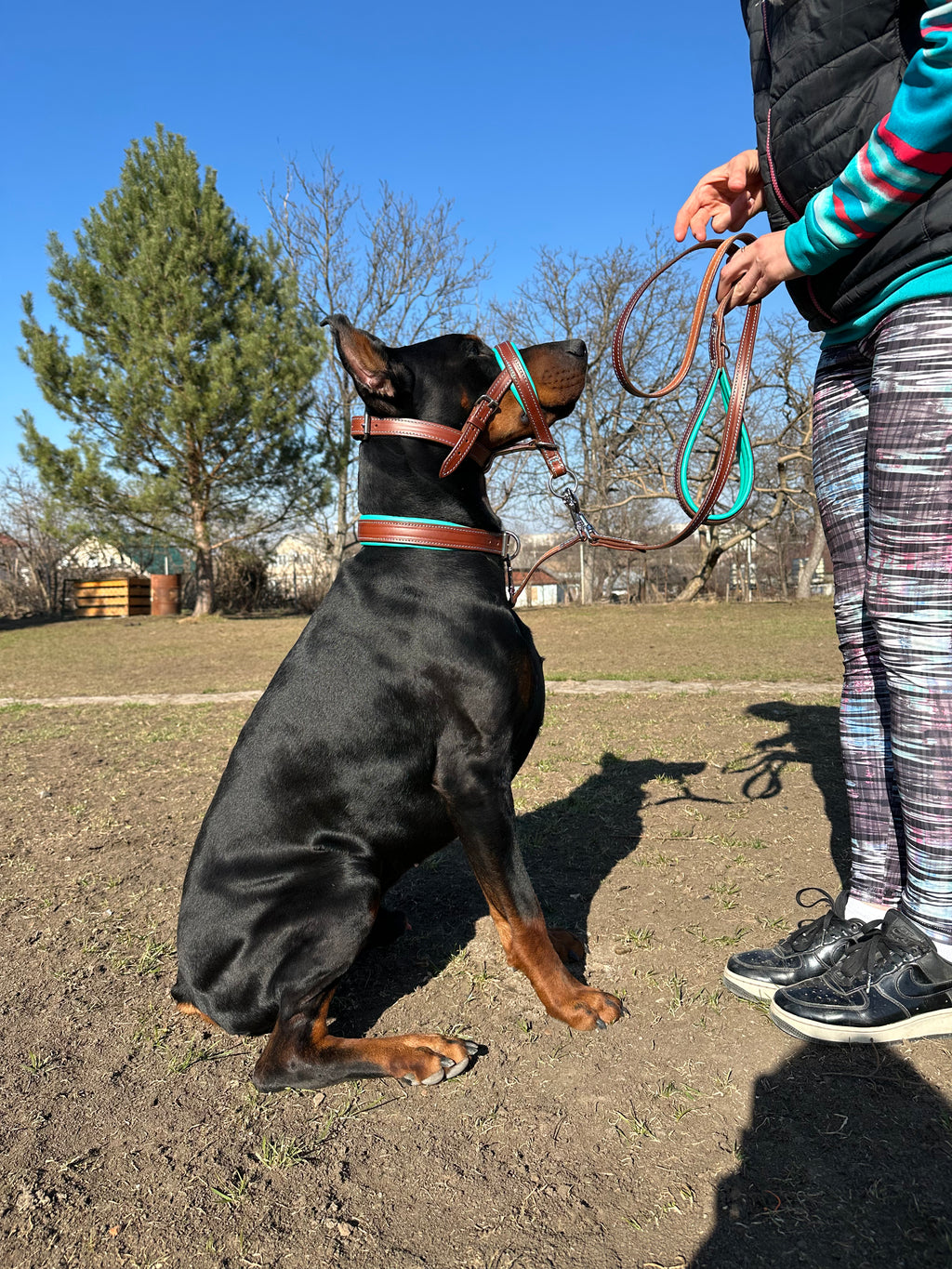 Leather Head Collar & Leash Set, Adjustable Head Halter, No Pull Dog Training Gear for Large Breeds