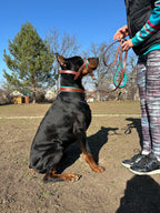 Leather Head Collar & Leash Set, Adjustable Head Halter, No Pull Dog Training Gear for Large Breeds