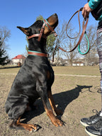Leather Dog Halter, Leather Head Collar, Dog Head Collar, Dog Head Harness, No Pull Dog Collar, Dog Head Halter, Halter Collar for Dogs