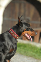 Brown Leather Dog Collar Red Padding with Conchos & Matching Leash with Handle