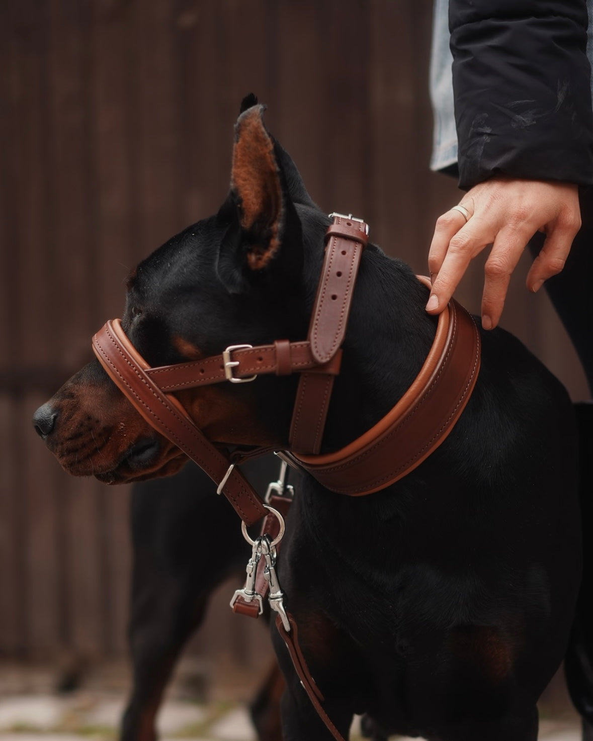 No-Pull Leather Dog Halter - Brown & Caramel Padded Edition