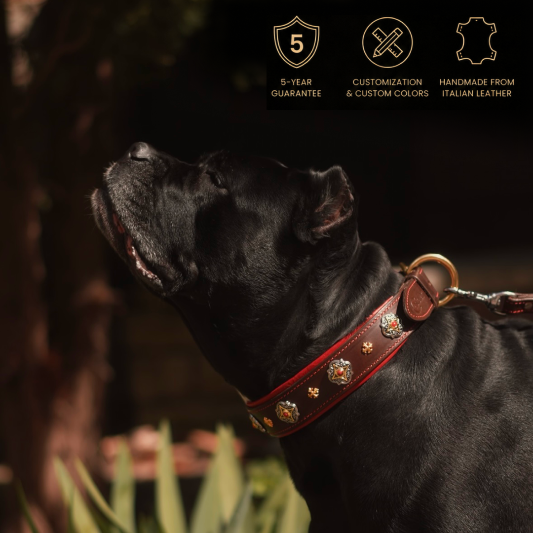 Decorative Leather Dog Collar
