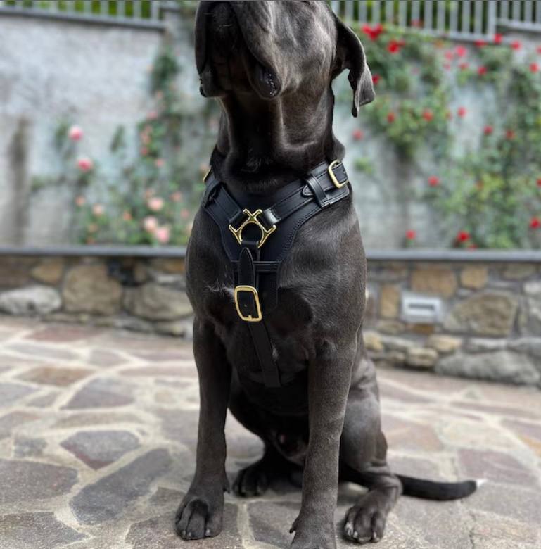 Luxury Leather Dog Harness with Brass Hardware