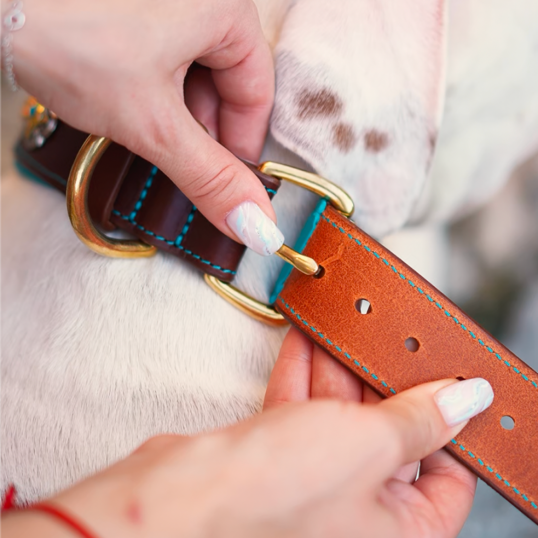 Green Leather Dog Collar with Royal Conchos