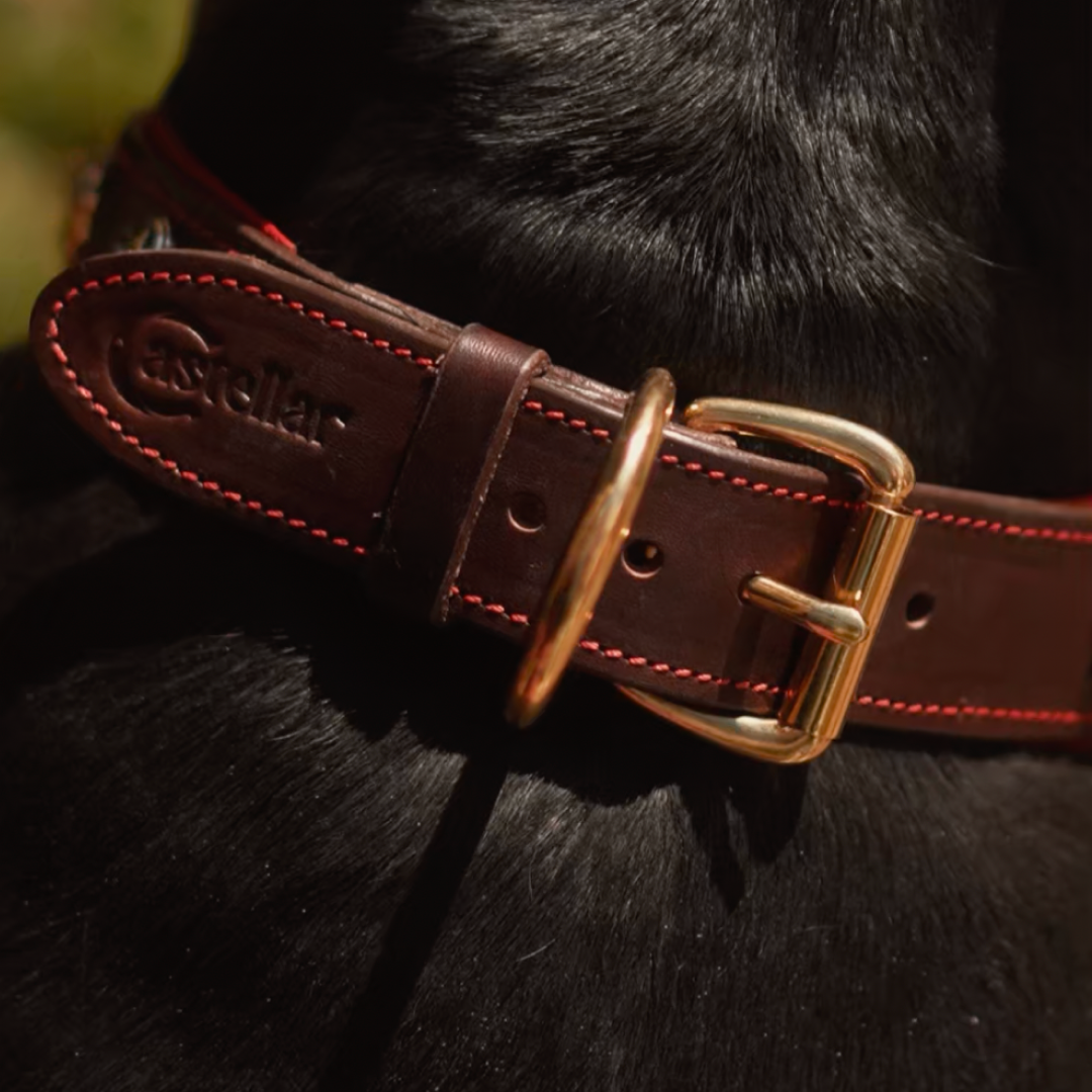 Decorative Leather Dog Collar