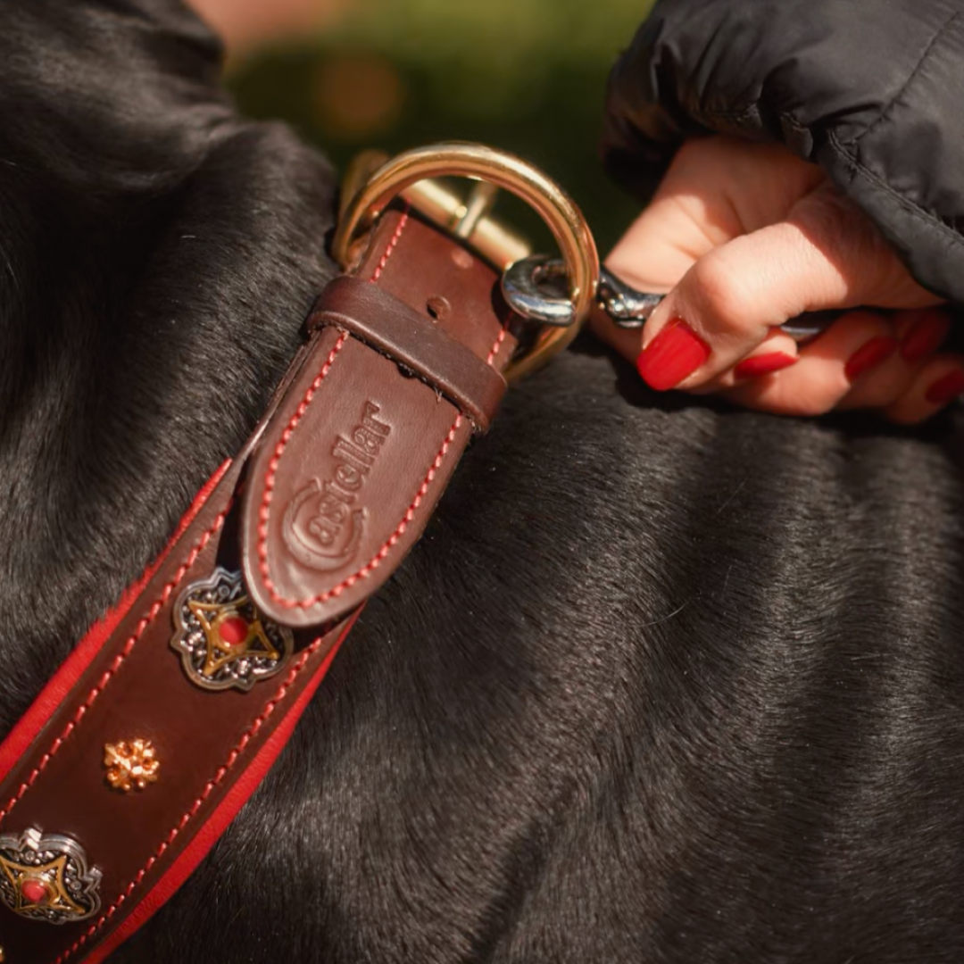 Decorative Leather Dog Collar