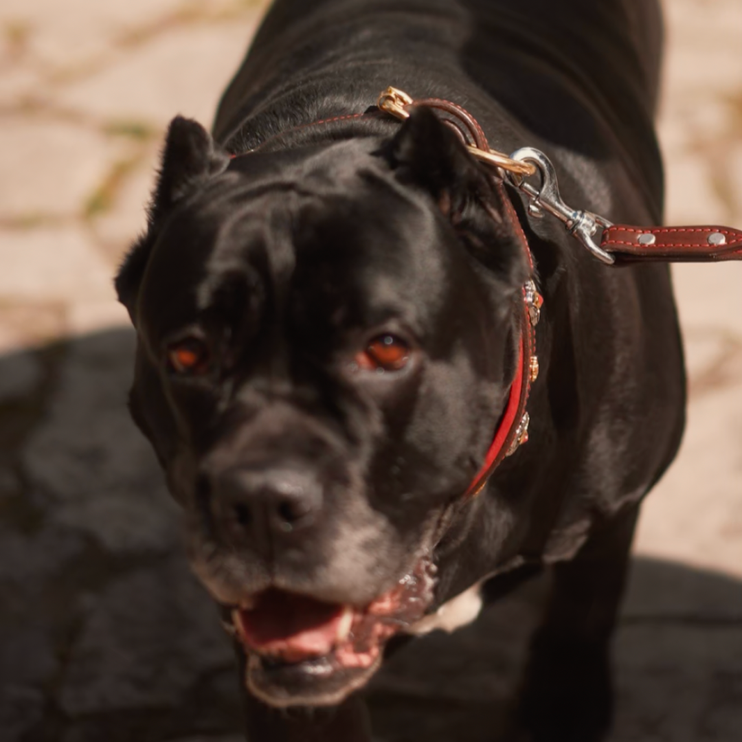 Green Leather Dog Collar with Royal Conchos