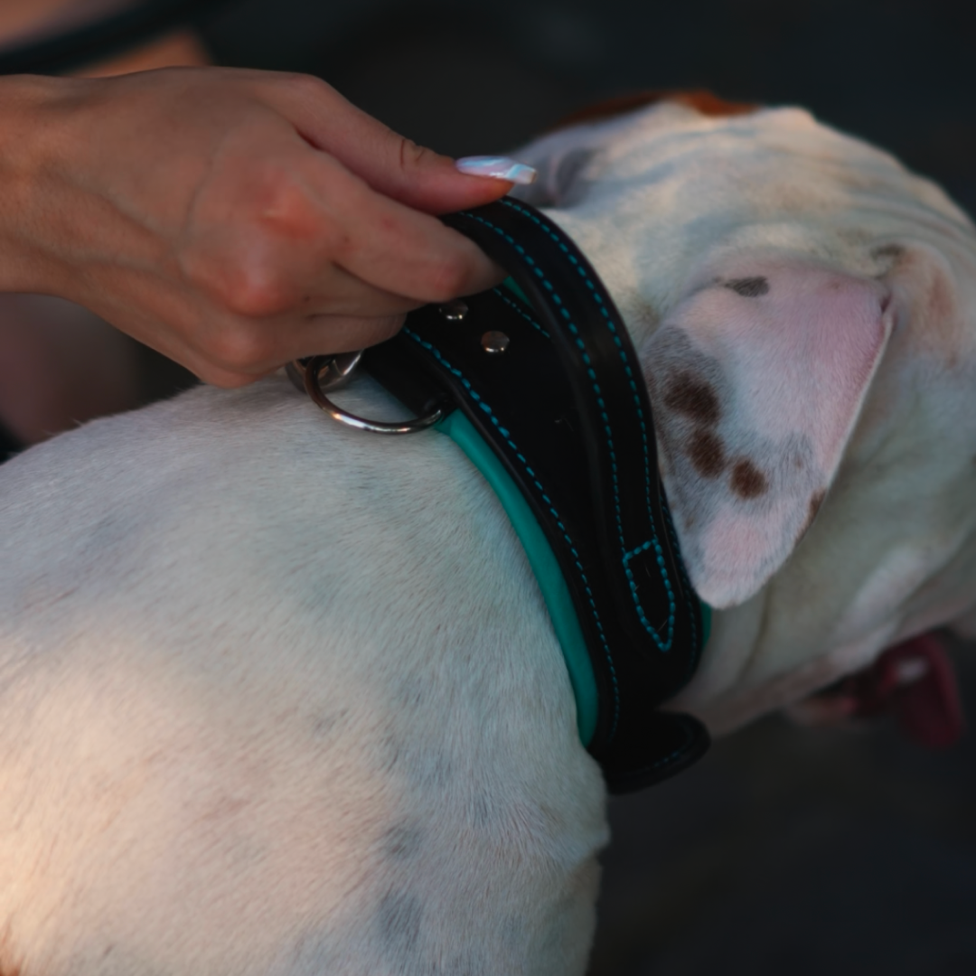 Handle Leather Dog Collar