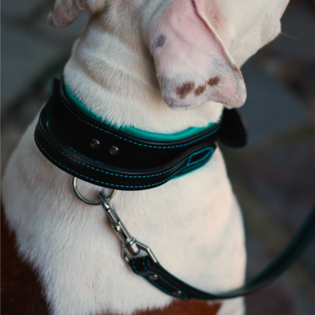 Handle Leather Dog Collar