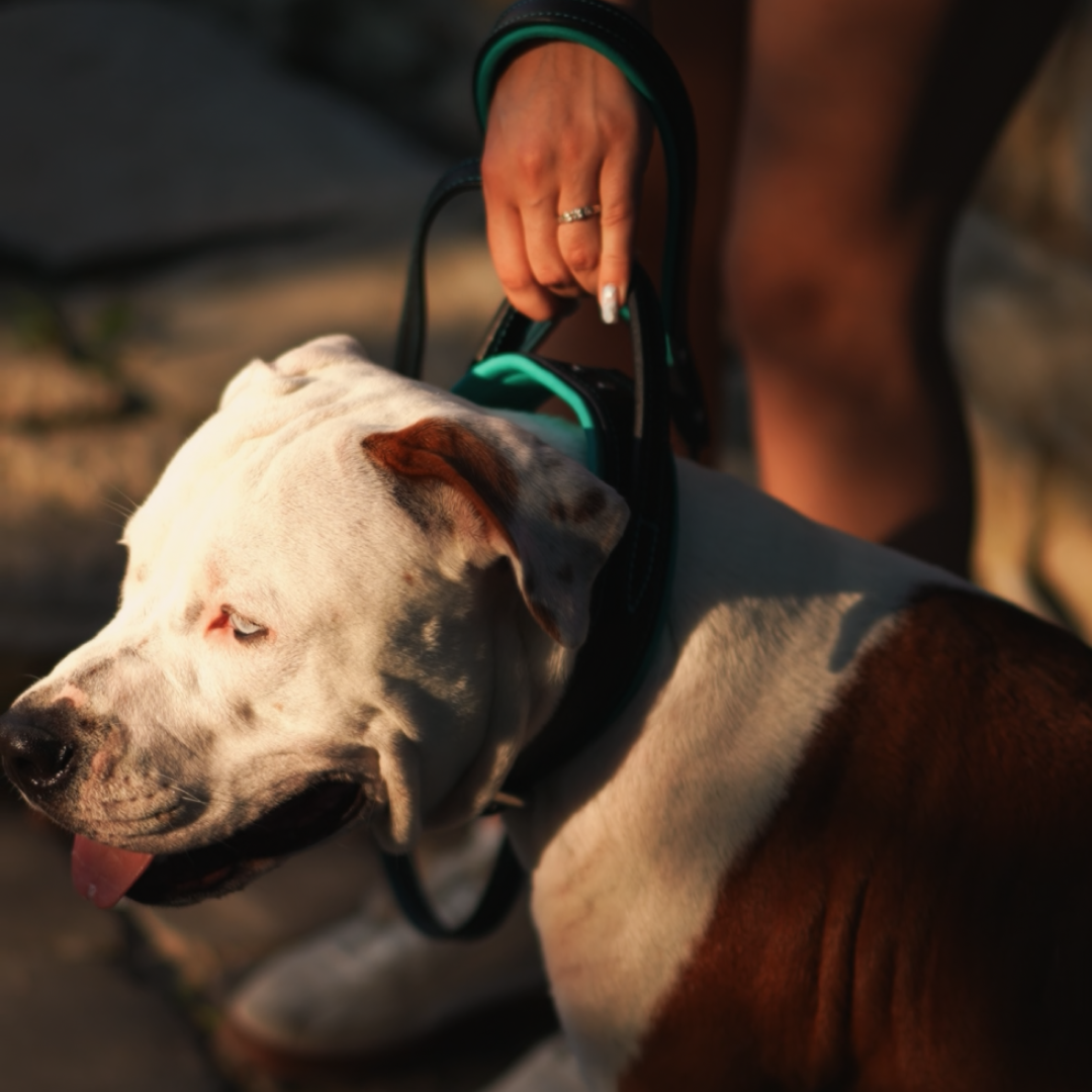 Handle Leather Dog Collar