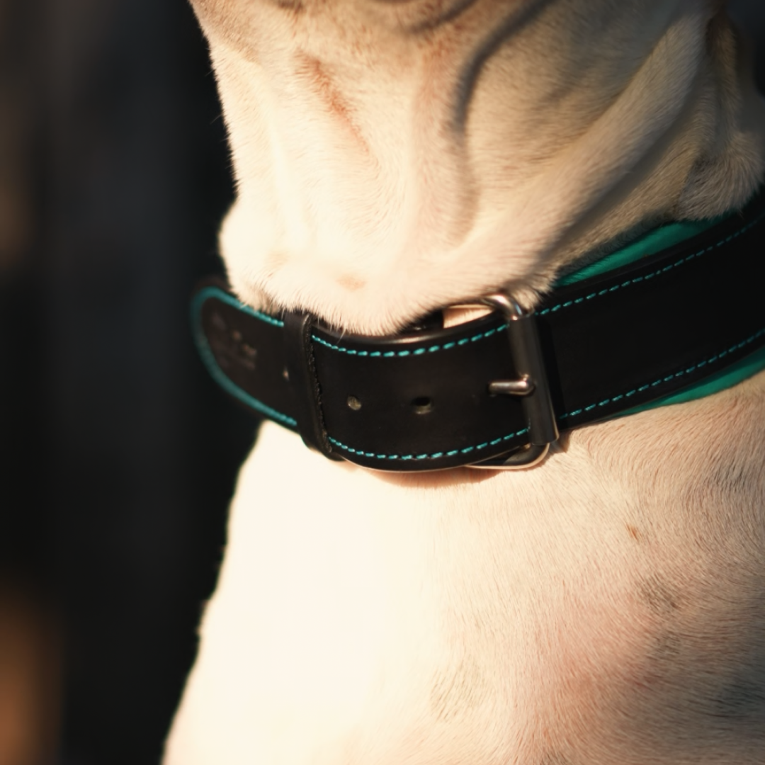 Handle Leather Dog Collar