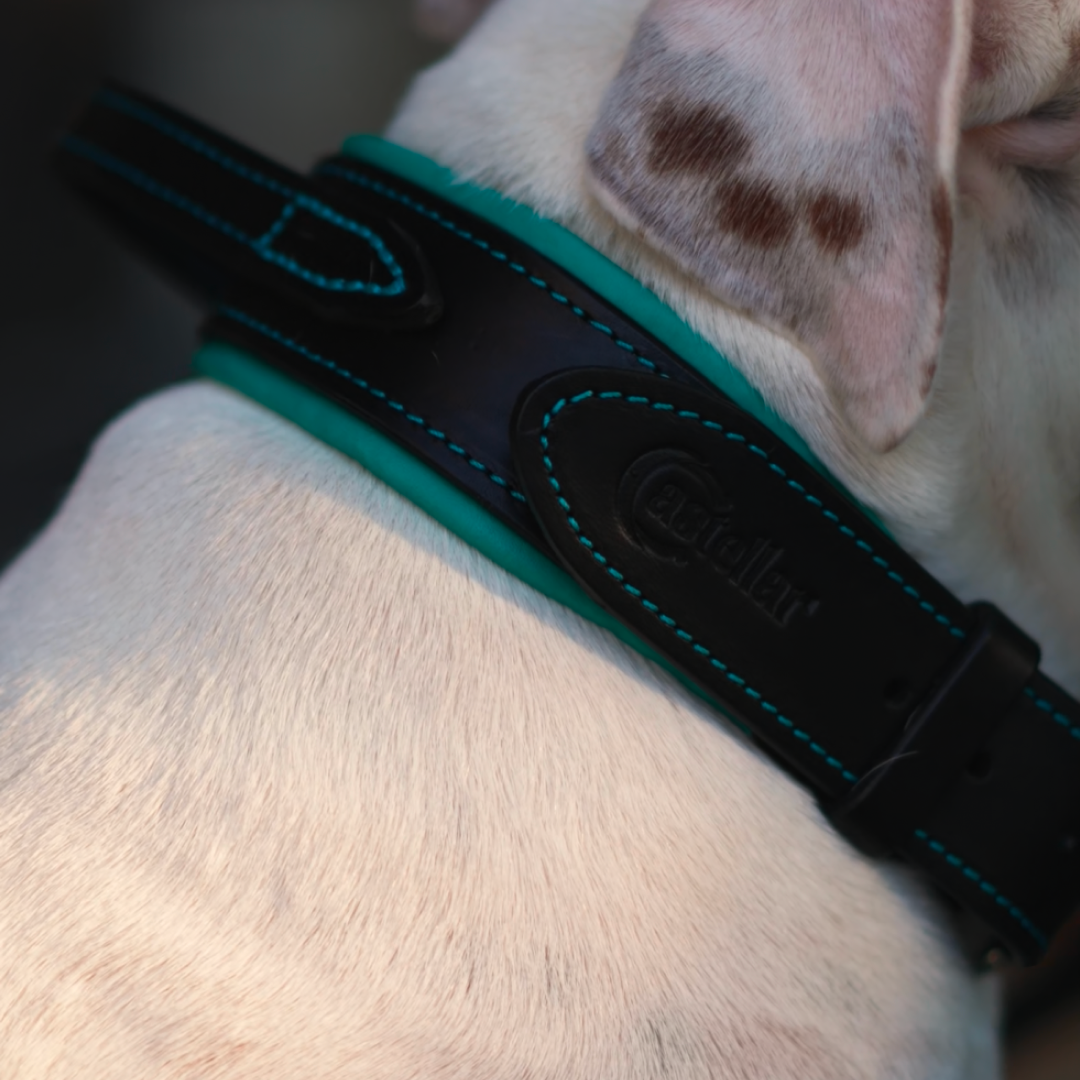 Handle Leather Dog Collar