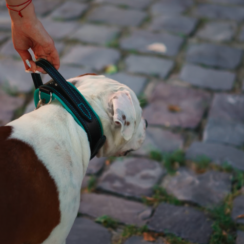Handle Leather Dog Collar