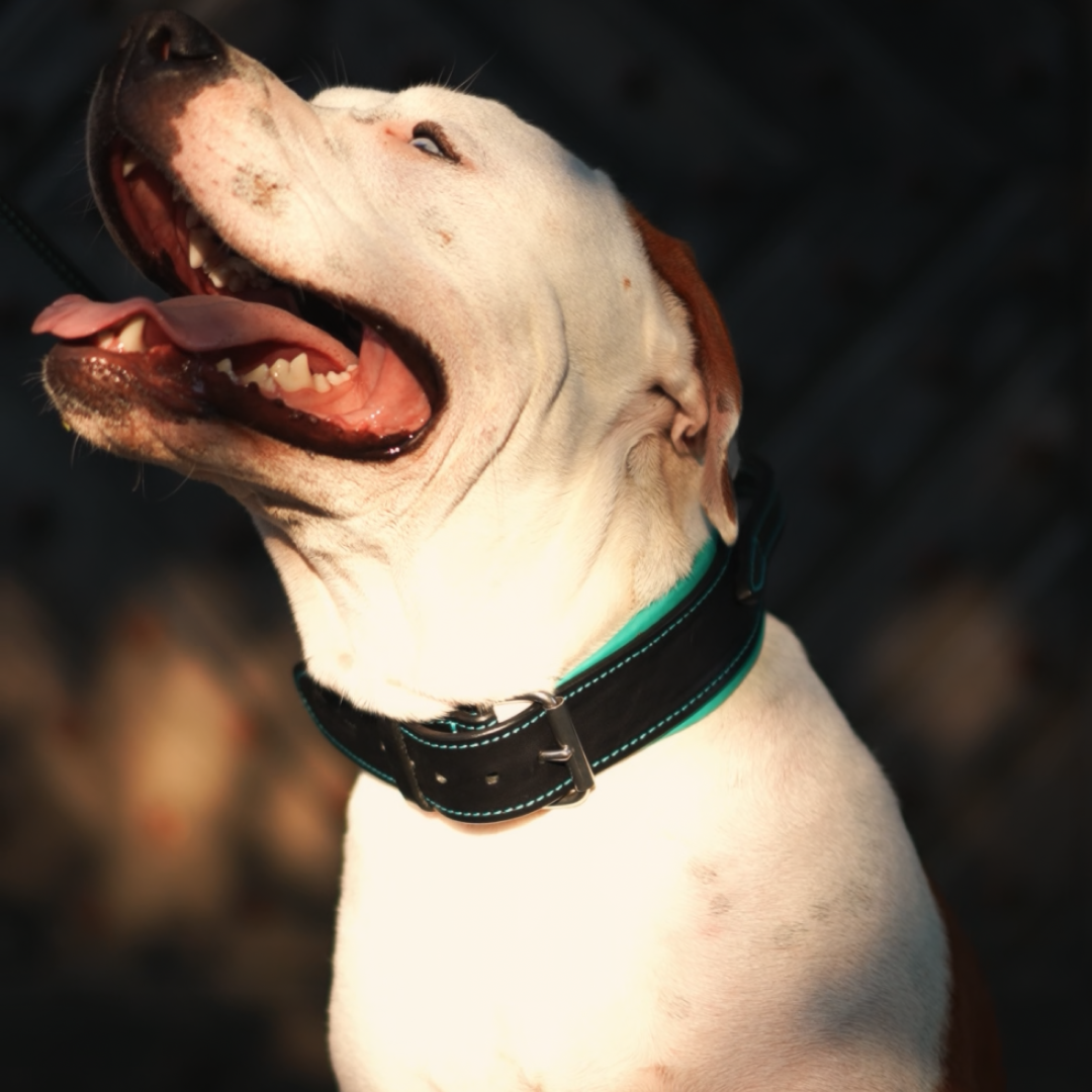 Handle Leather Dog Collar