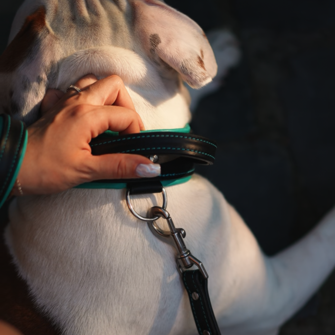 Handle Leather Dog Collar