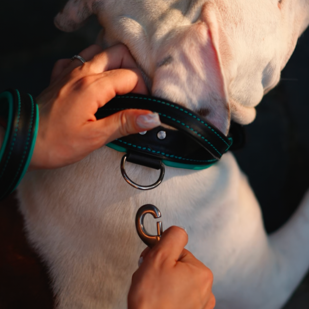 Handle Leather Dog Collar