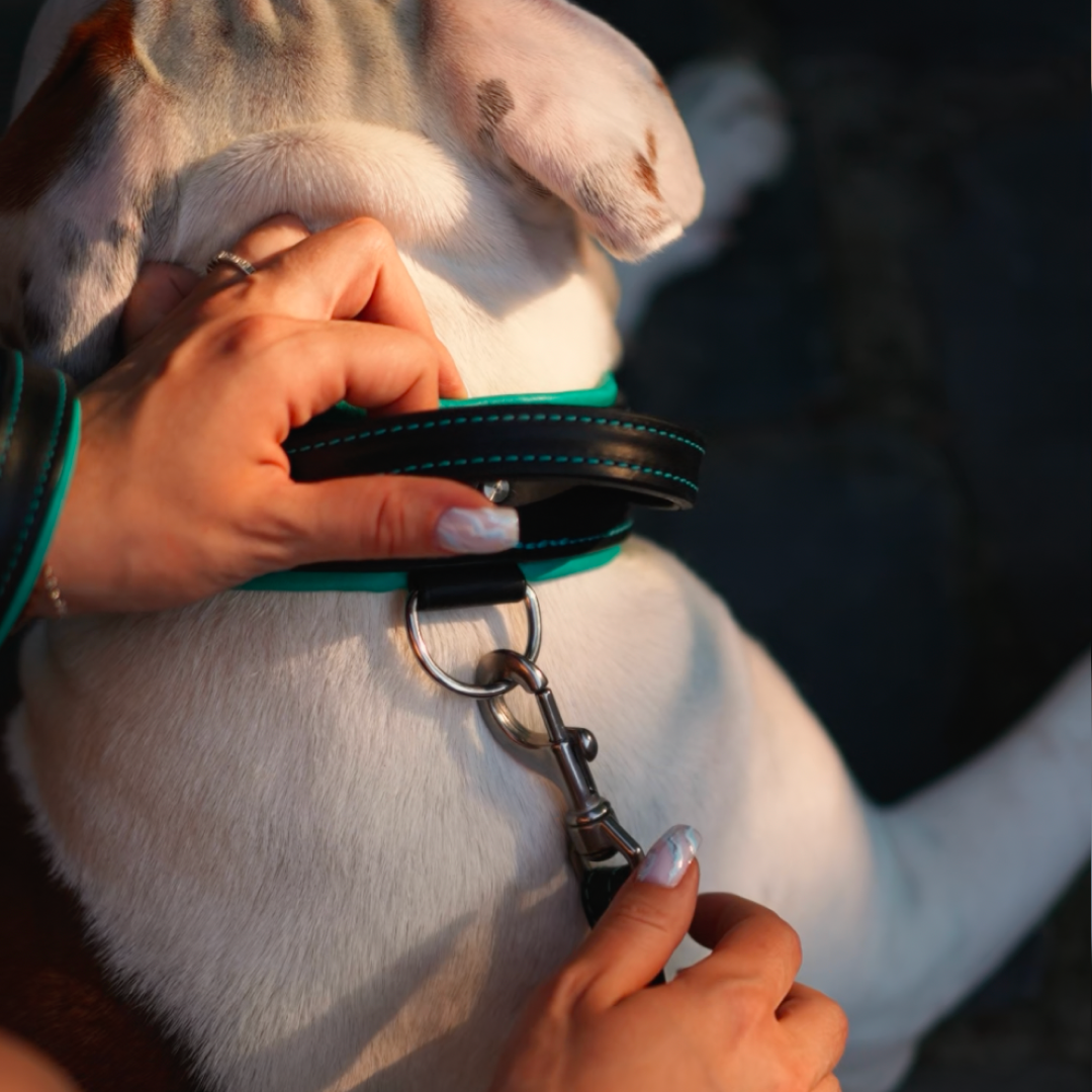 Handle Leather Dog Collar