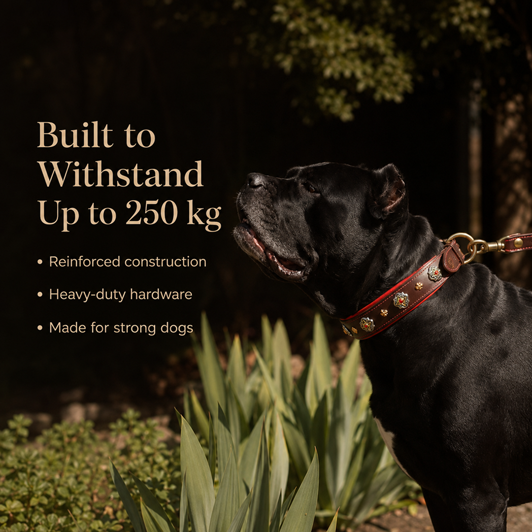 Decorative Leather Dog Collar