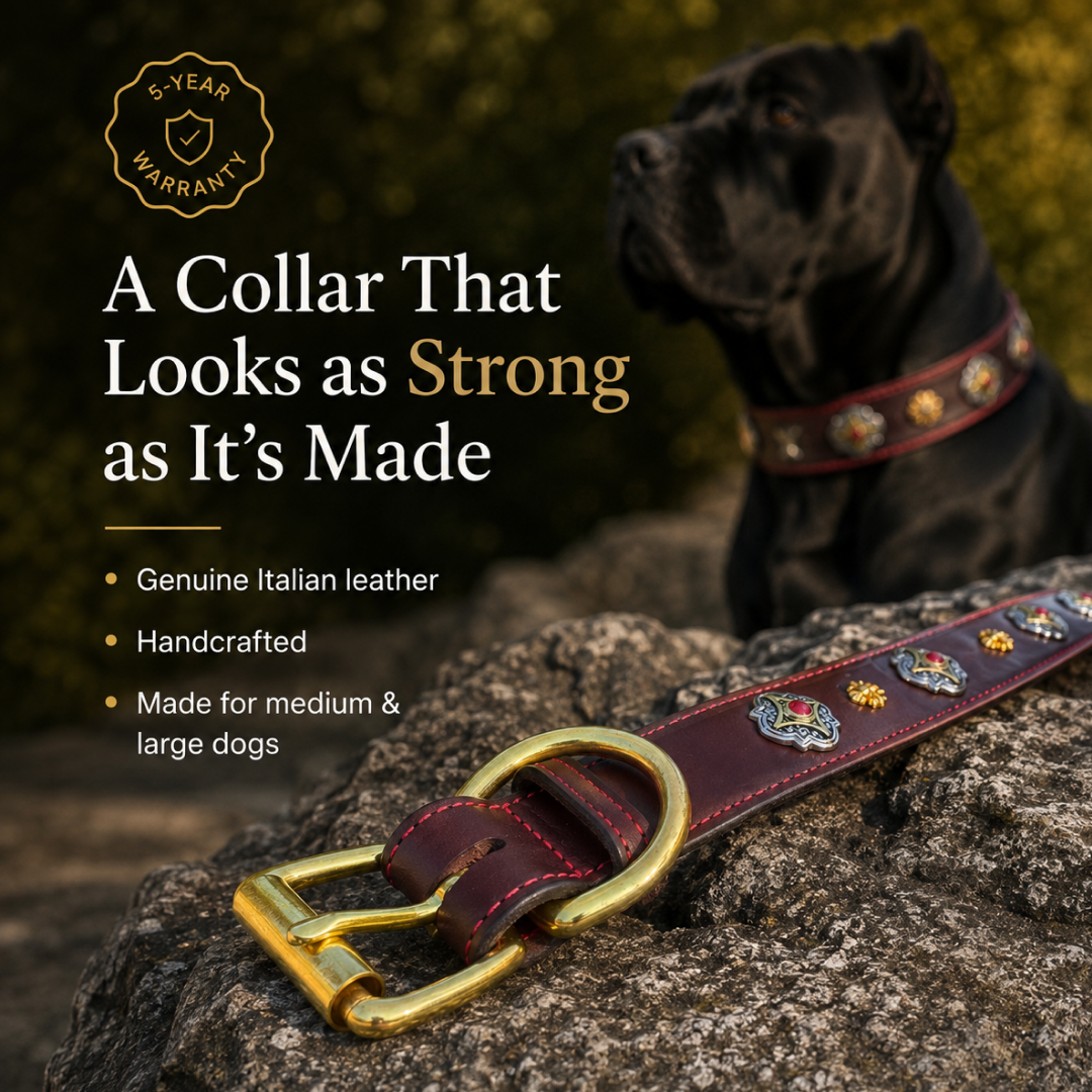 Castellar decorative leather dog collar with purple padding
