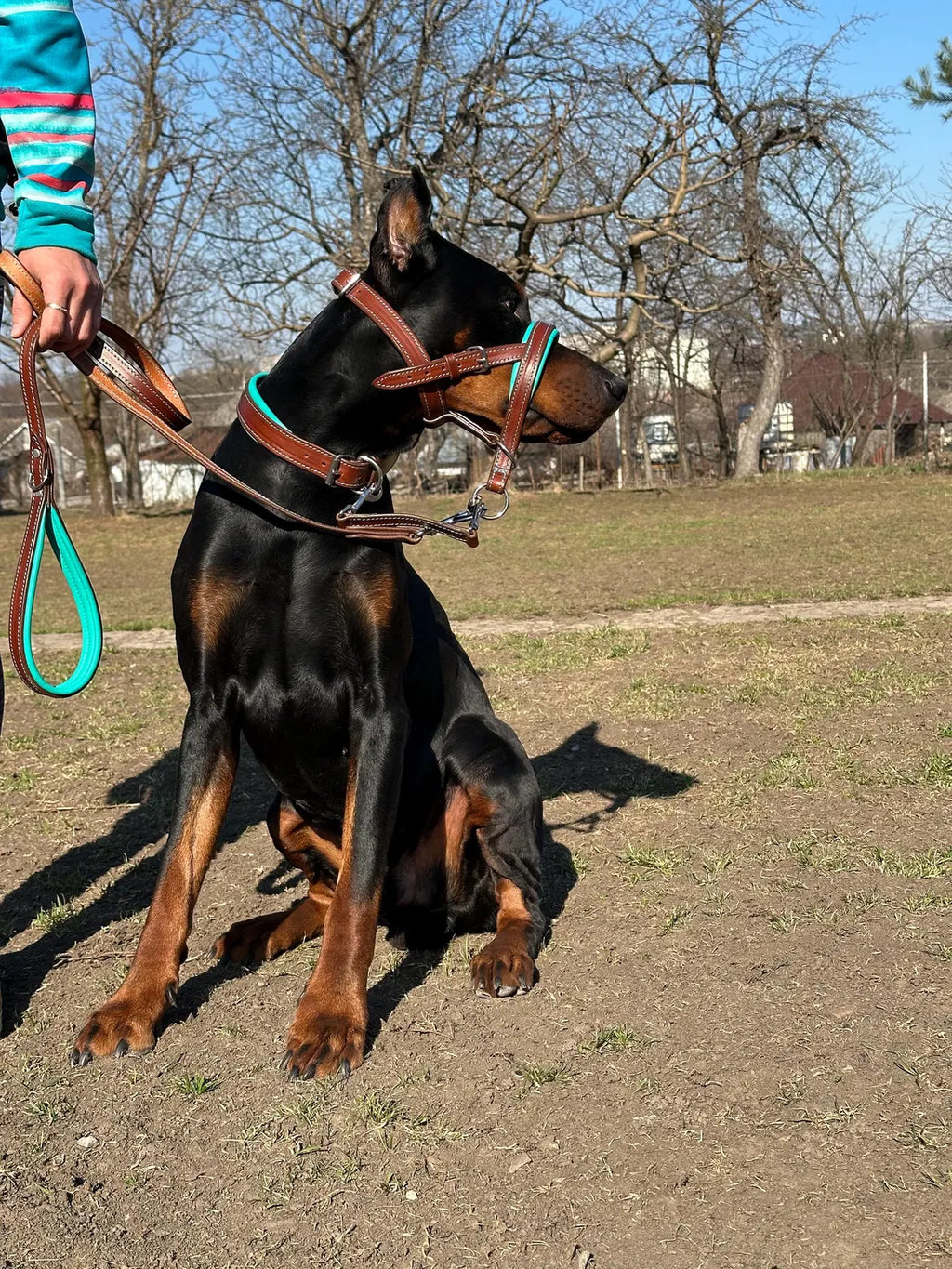 Dog Head Collar Leather, Dog Collar, Leash, Thick Padded Collar for Doberman, German Shepherd, Bulldog, Mastiff, Cane Corso, Pitbull