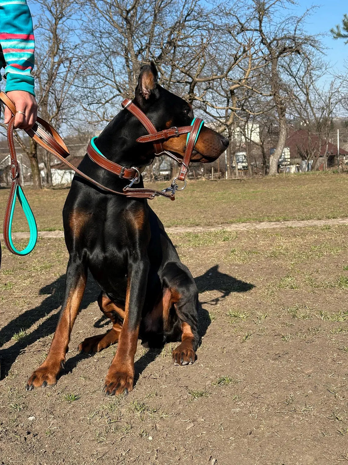 Dog Head Collar Leather, Dog Collar, Leash, Thick Padded Collar for Doberman, German Shepherd, Bulldog, Mastiff, Cane Corso, Pitbull