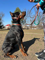 Dog Head Collar Leather, Dog Collar, Leash, Thick Padded Collar for Doberman, German Shepherd, Bulldog, Mastiff, Cane Corso, Pitbull