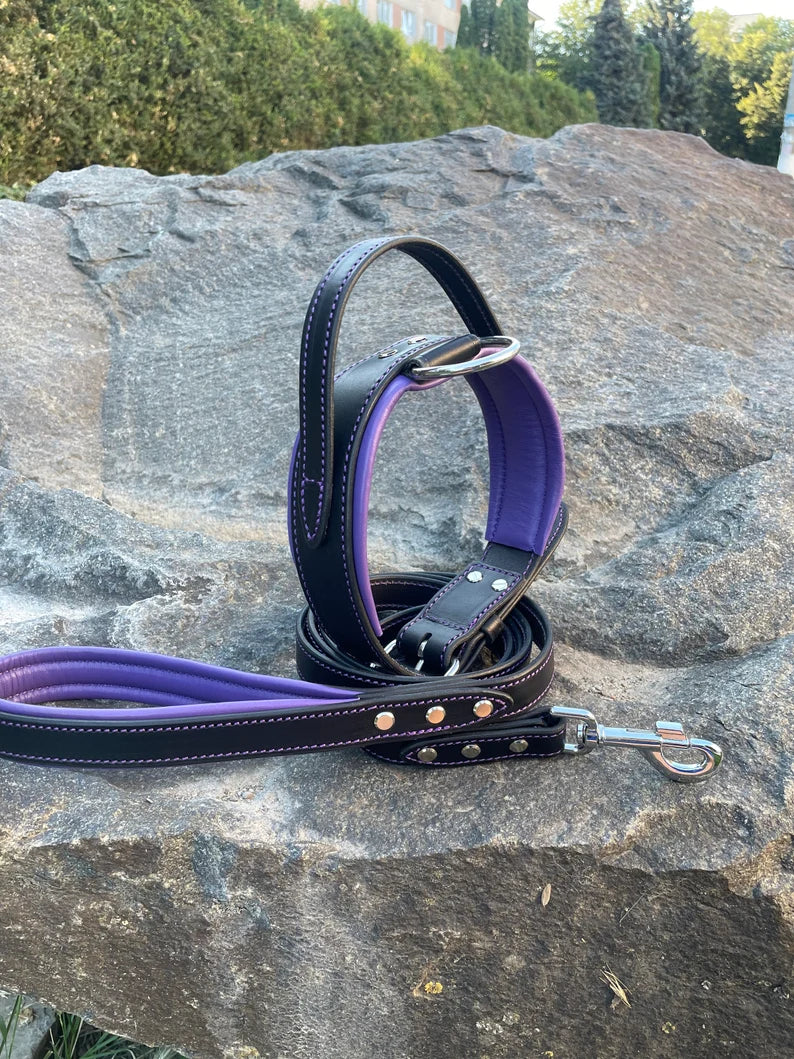 Padded Leather Dog Collar with Handle