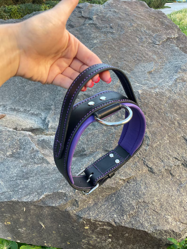 Padded Leather Dog Collar with Handle