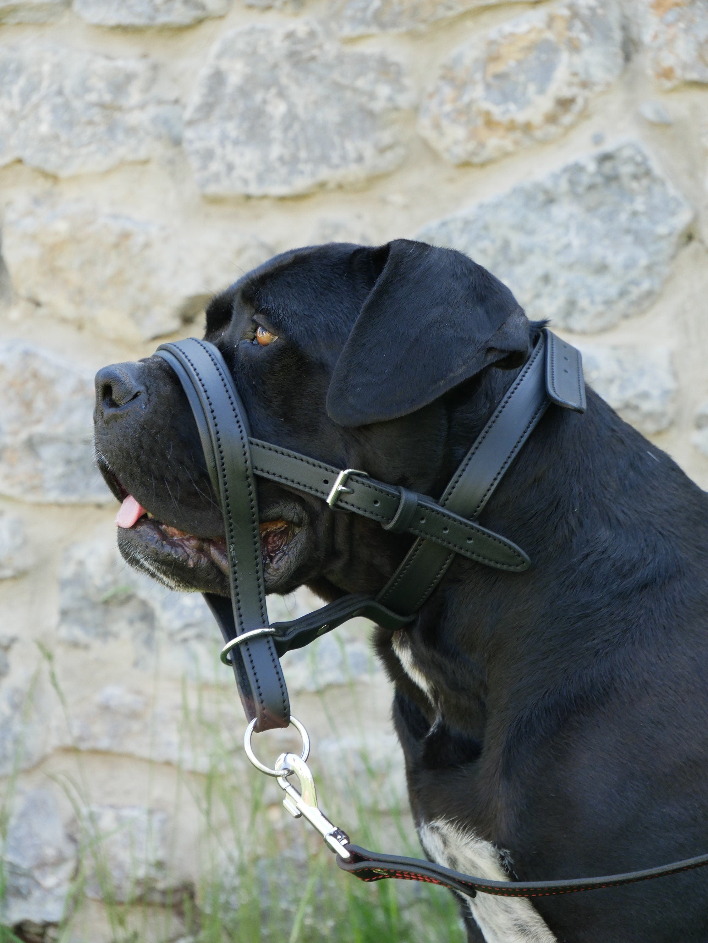 Head Collar for Large Dogs, No Pull Dog Head Collar with Safety Connector