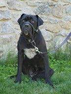 Head Collar for Large Dogs, No Pull Dog Head Collar with Safety Connector