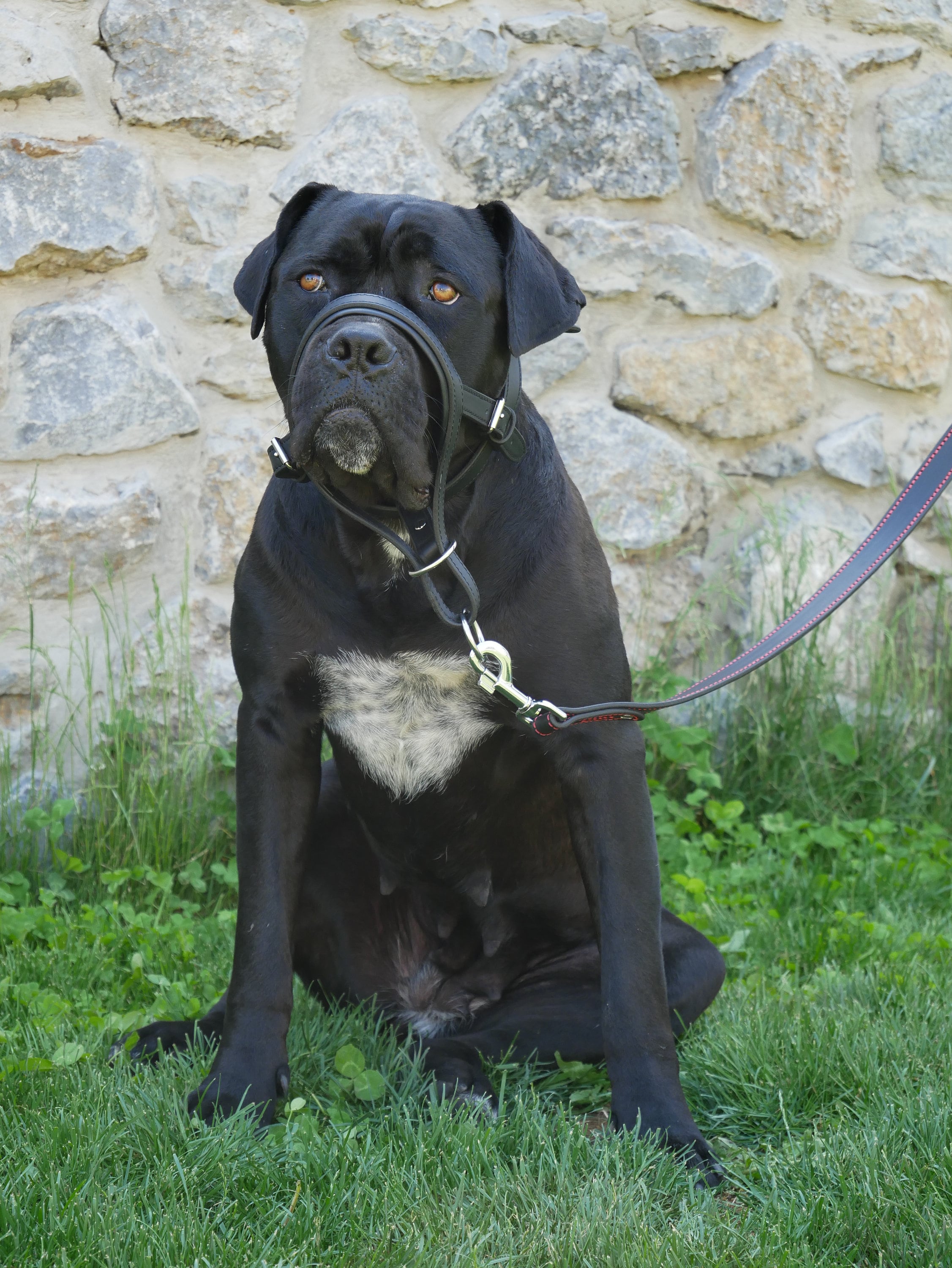 Head Collar for Large Dogs, No Pull Dog Head Collar with Safety Connector