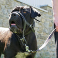 Head Collar for Large Dogs, No Pull Dog Head Collar with Safety Connector